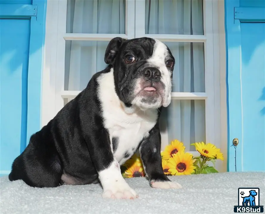 English Bulldog