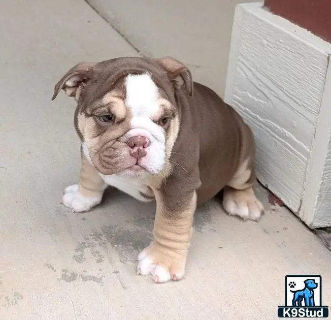 English Bulldog