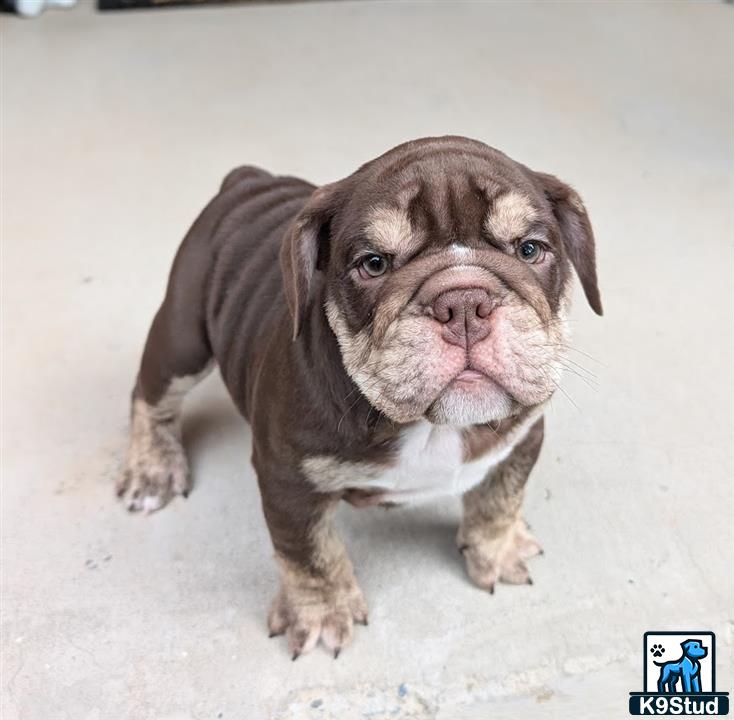 a english bulldog puppy sitting on the ground