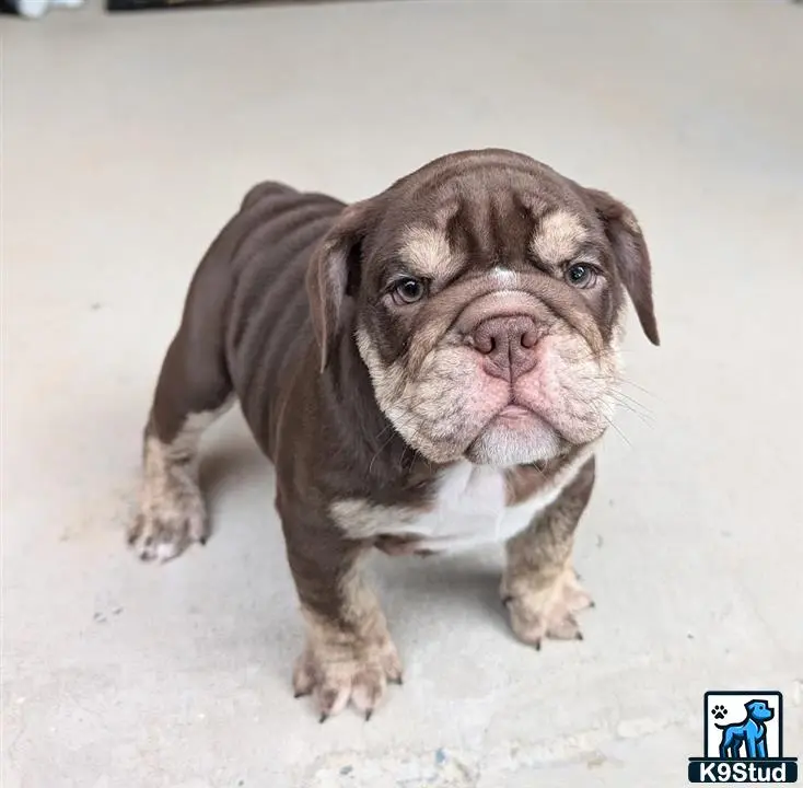 English Bulldog