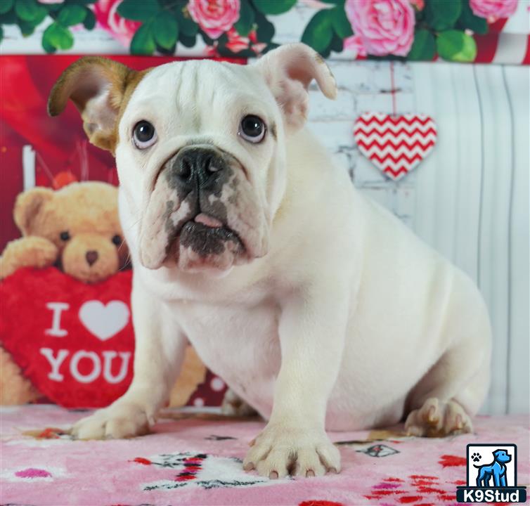 a english bulldog dog sitting on a bed
