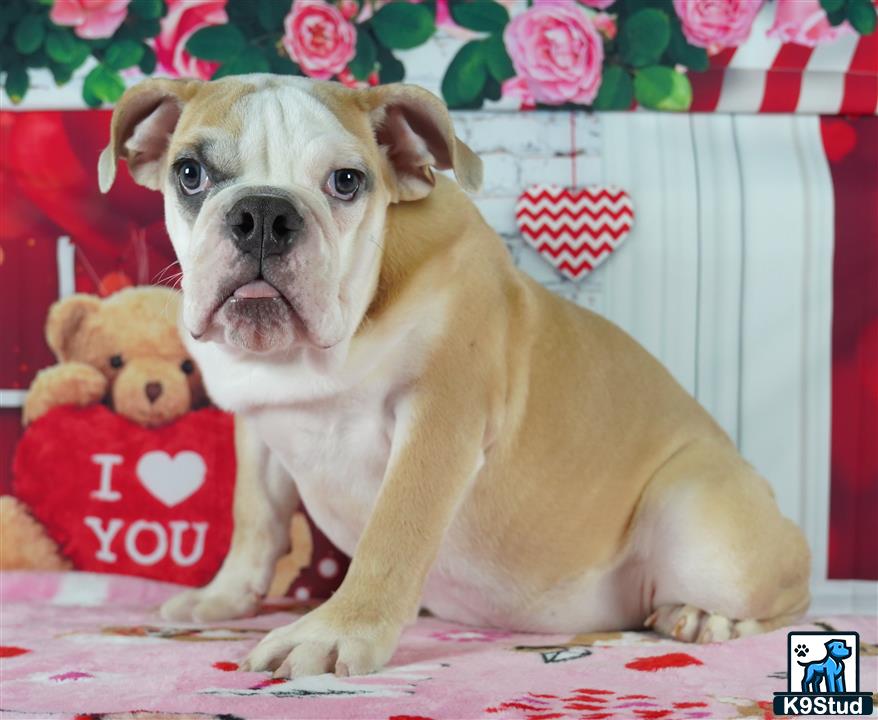 a english bulldog dog with a teddy bear