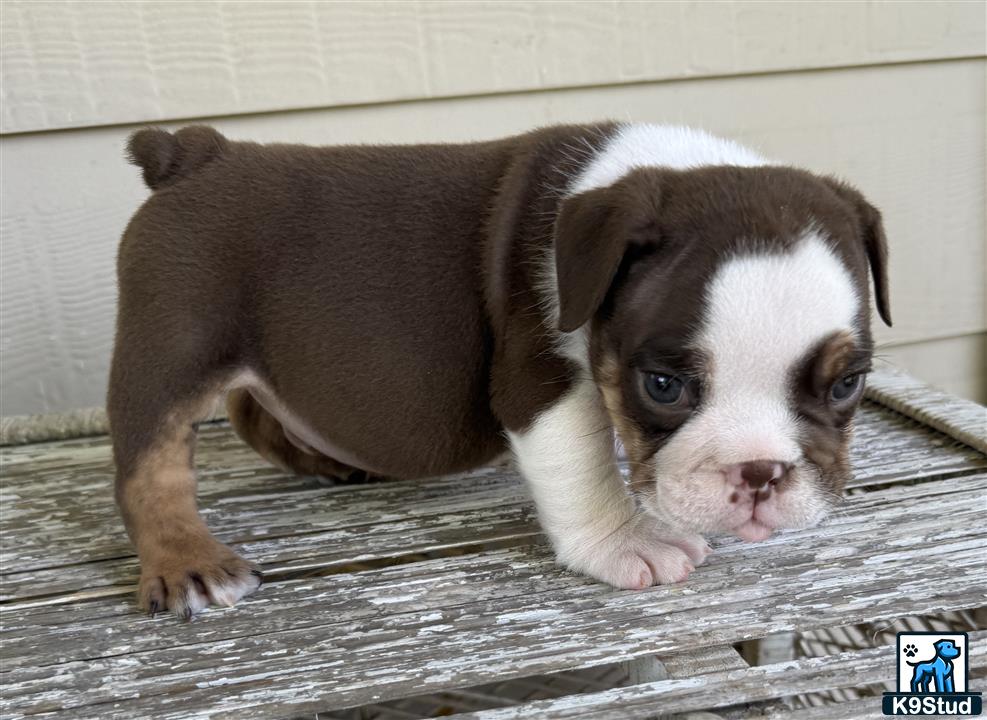 a english bulldog puppy lying on a wooden surface