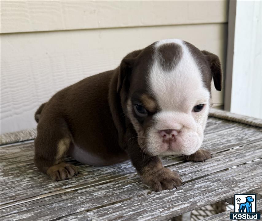 a english bulldog puppy lying on a wood surface