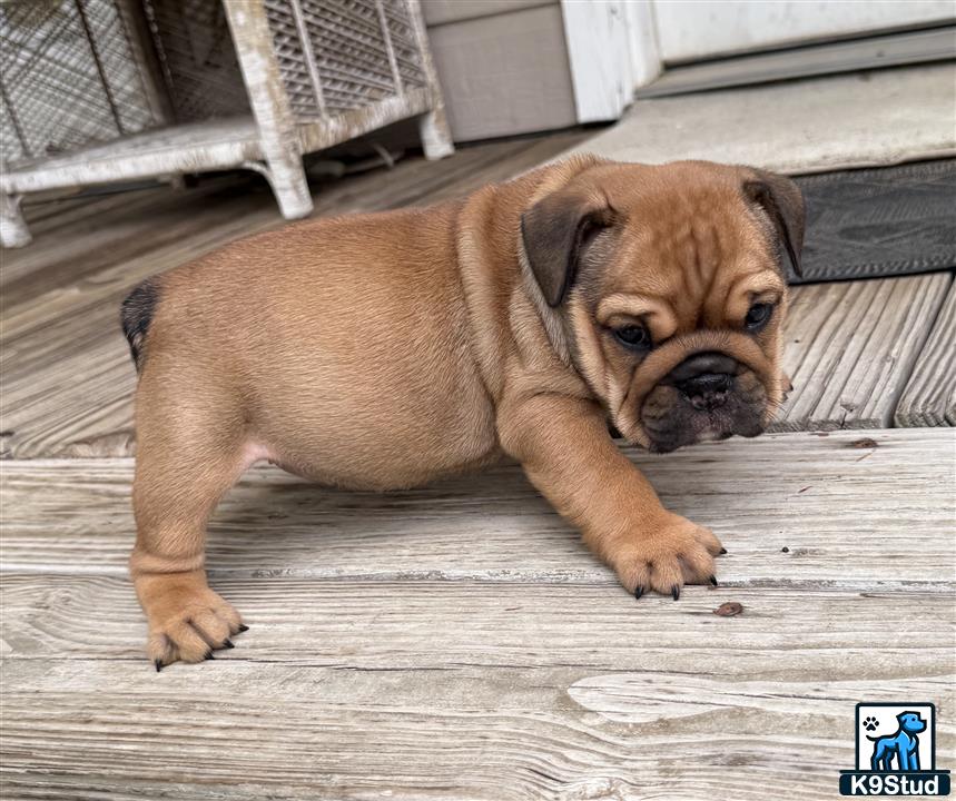 a english bulldog dog lying on a wood floor
