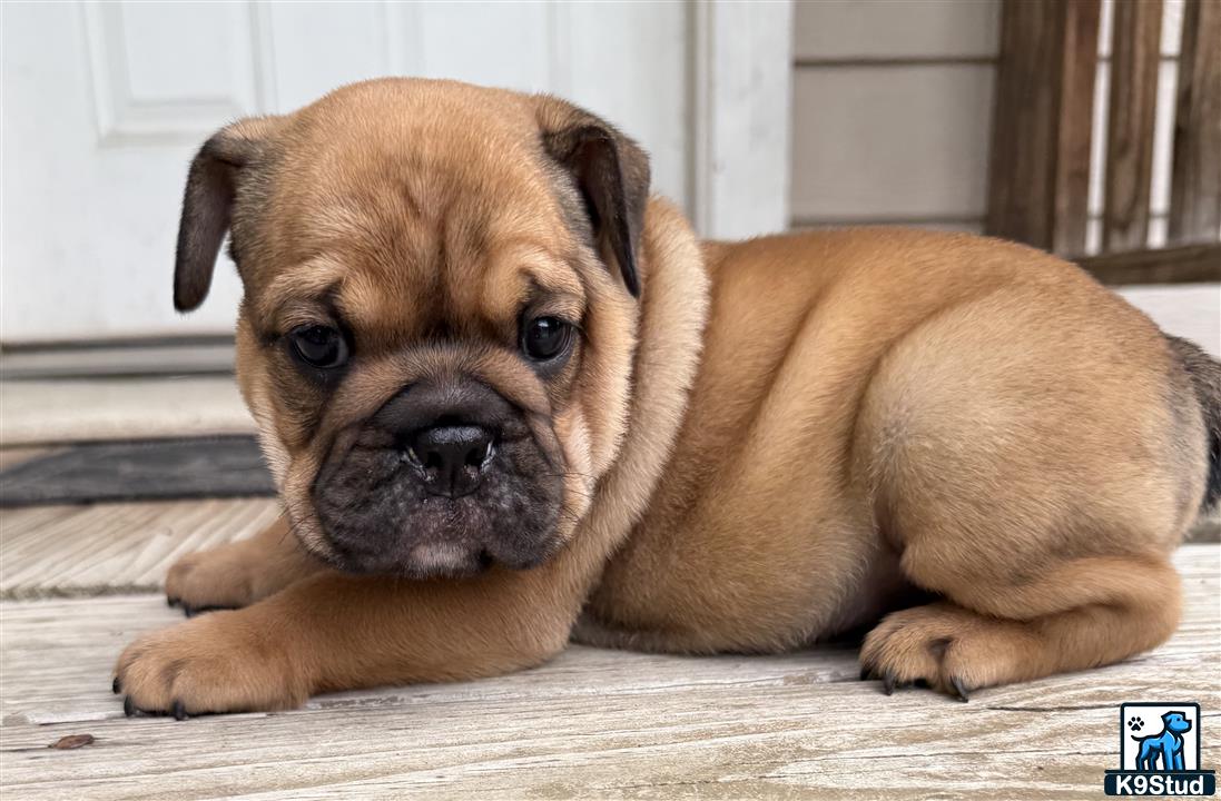 a english bulldog dog lying on the floor