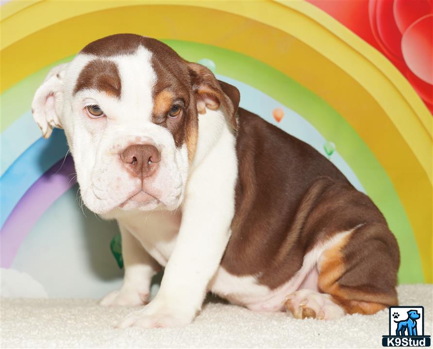 a english bulldog dog lying on the ground