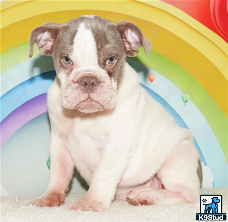 a english bulldog puppy sitting on the ground