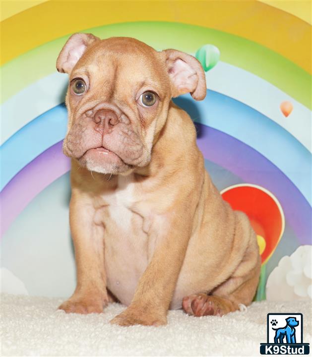 a english bulldog dog sitting on a blanket