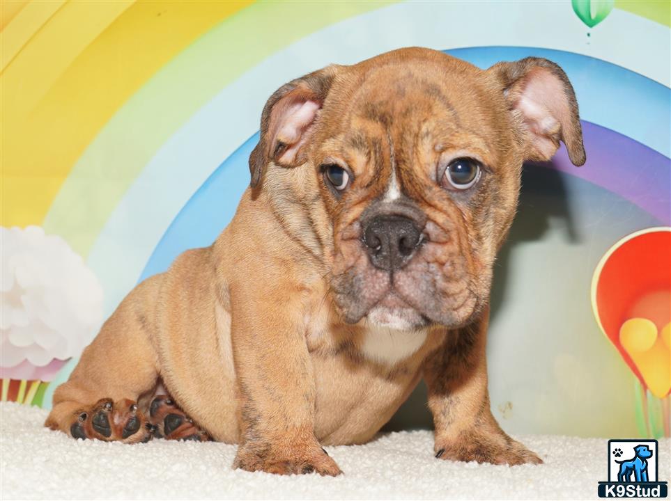 a english bulldog puppy sitting on a carpet
