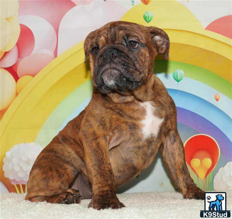 a english bulldog dog sitting on a carpet