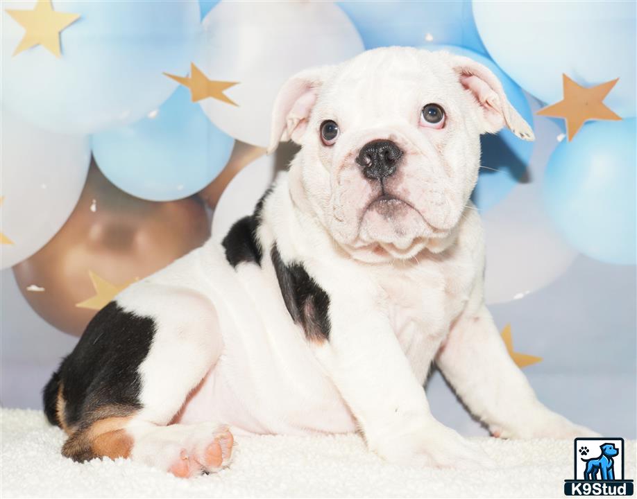 a english bulldog dog lying on a blanket