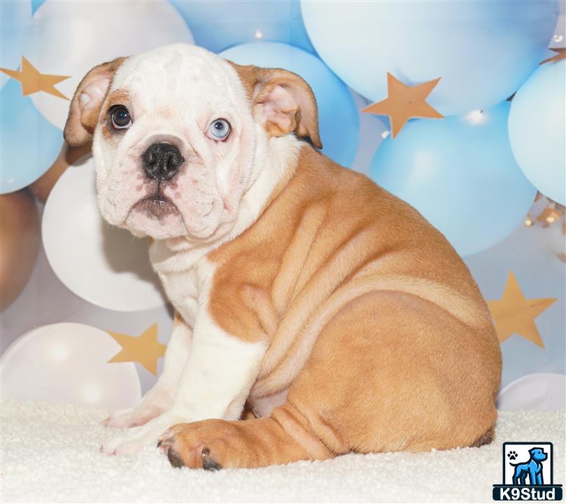 a english bulldog dog lying on a bed