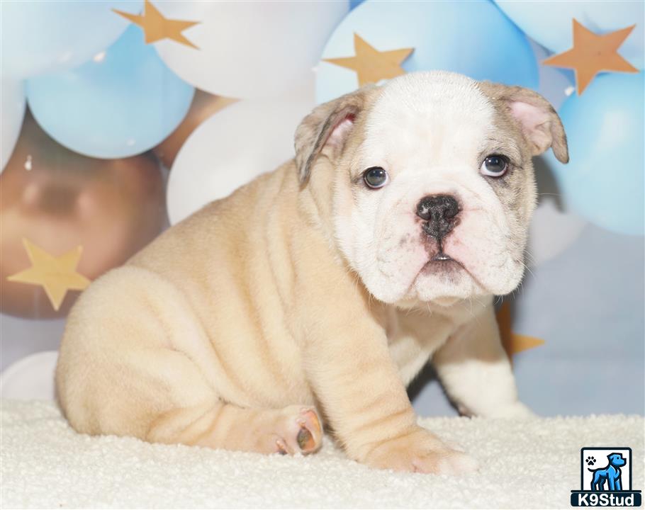 a english bulldog puppy sitting on a blanket