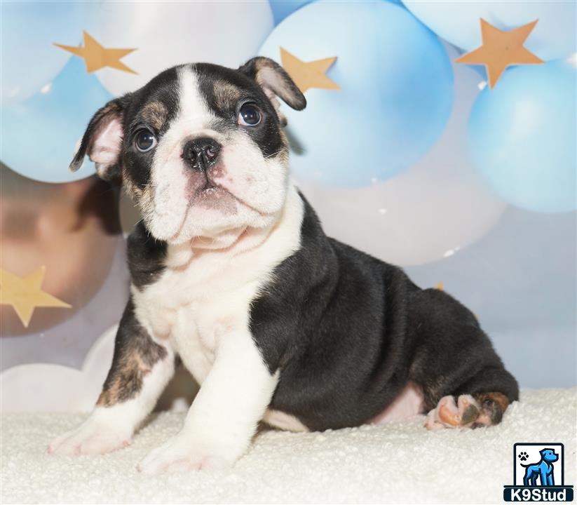 a english bulldog dog sitting on the ground