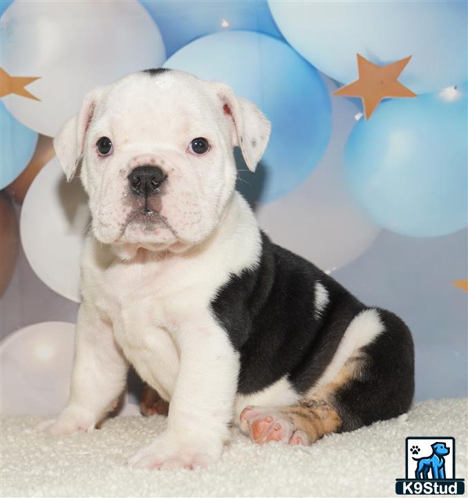 a english bulldog puppy sitting on the floor