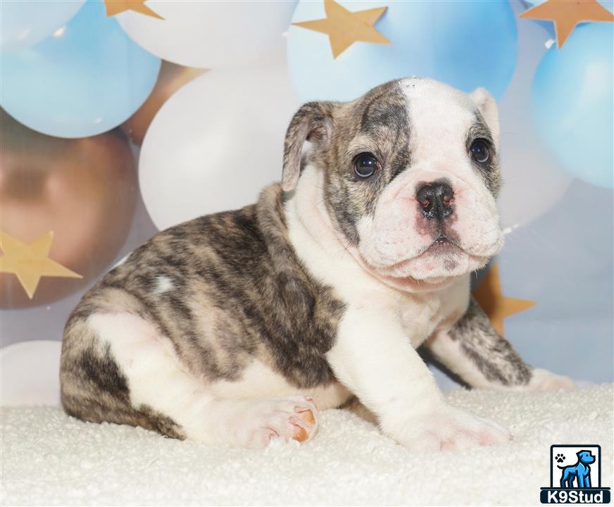 a english bulldog puppy with a white and brown english bulldog puppy