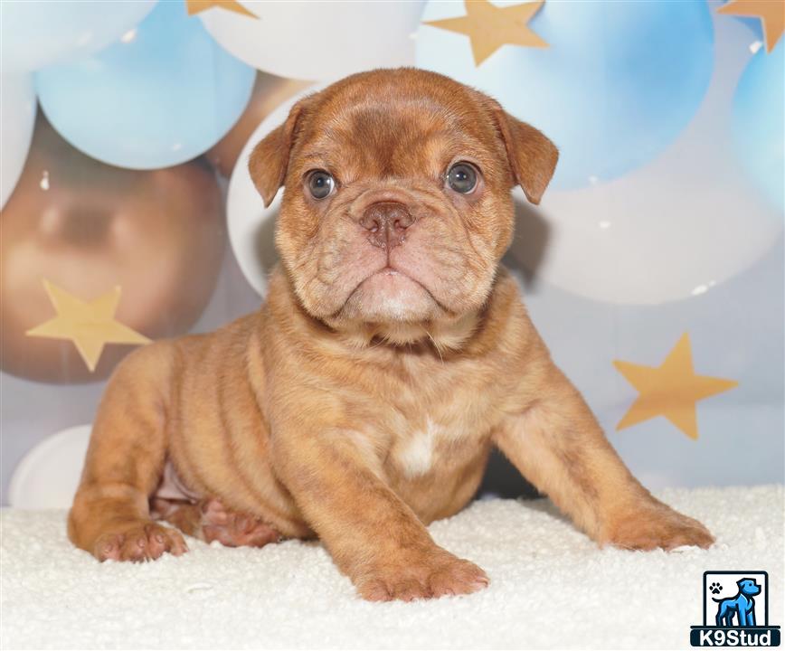 a english bulldog puppy sitting on a carpet