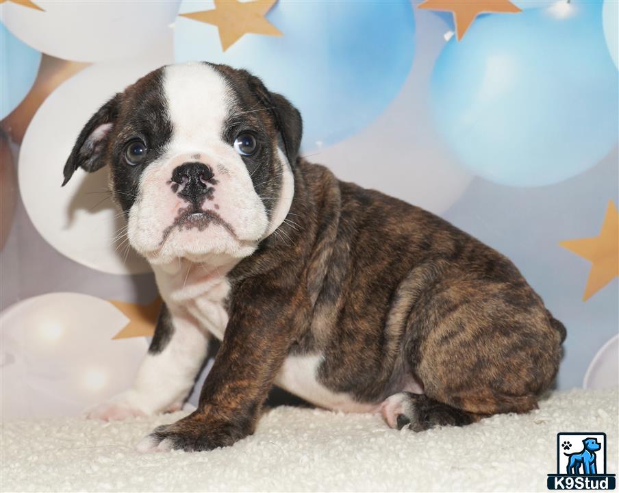 a english bulldog puppy sitting on the floor