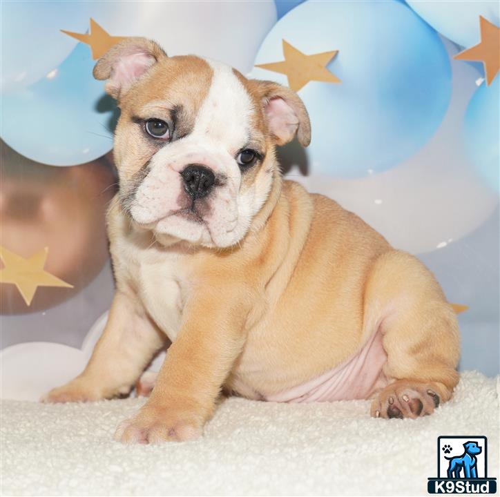 a english bulldog dog sitting on the ground