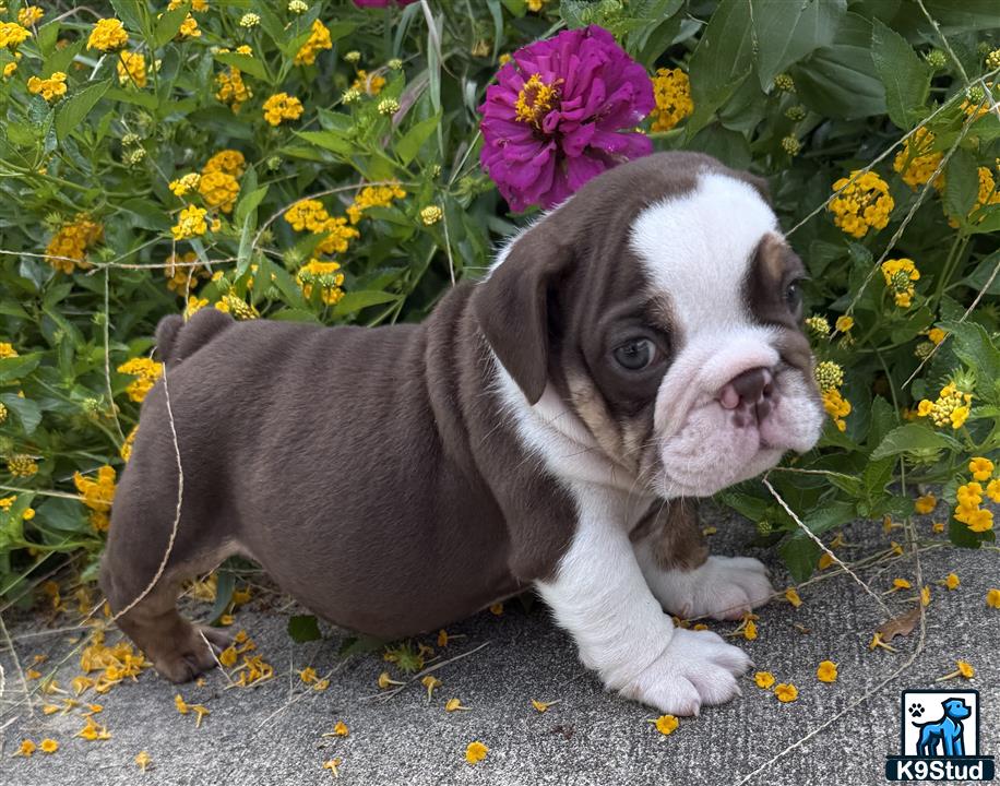 a english bulldog dog sitting in a field of flowers