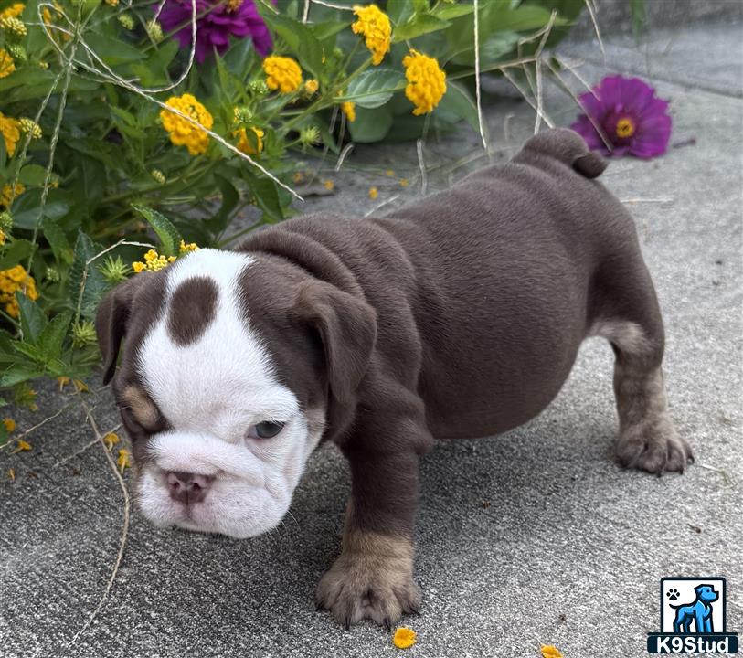 a english bulldog puppy standing on a rock
