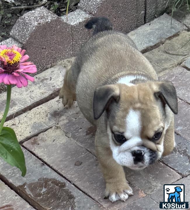 a english bulldog dog lying on a stone surface