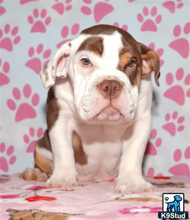 a english bulldog dog sitting on a couch