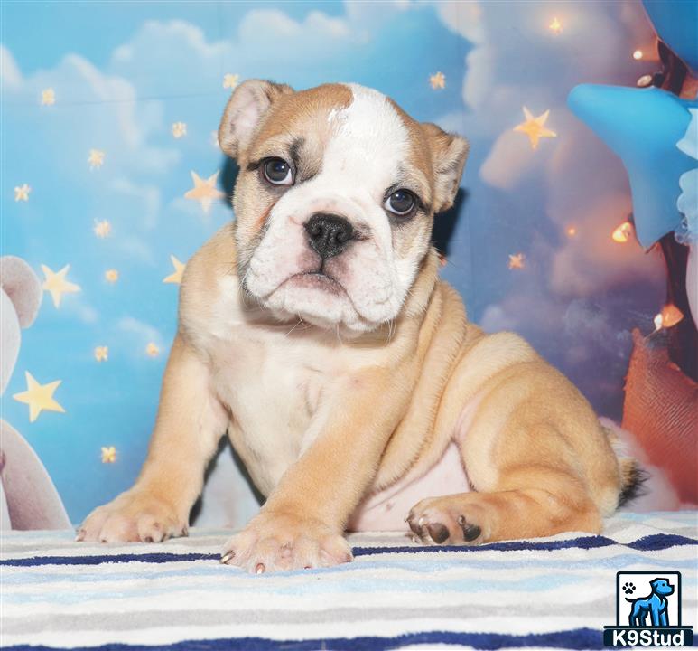 a english bulldog dog sitting on a bed