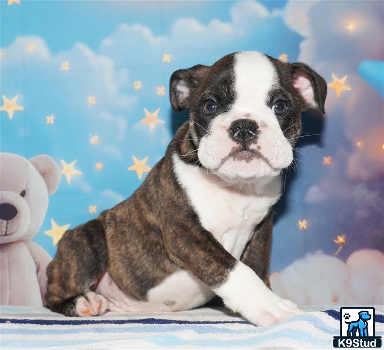 a english bulldog dog sitting on a bed