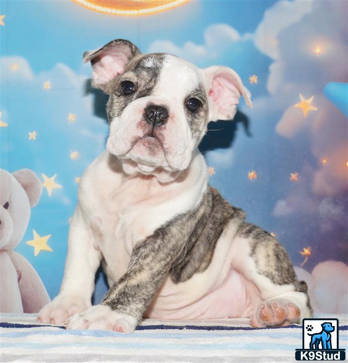 a english bulldog dog sitting on a surface