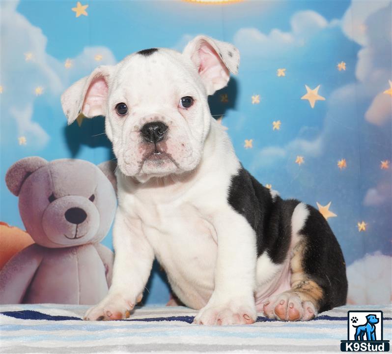 a english bulldog puppy sitting next to a stuffed bear
