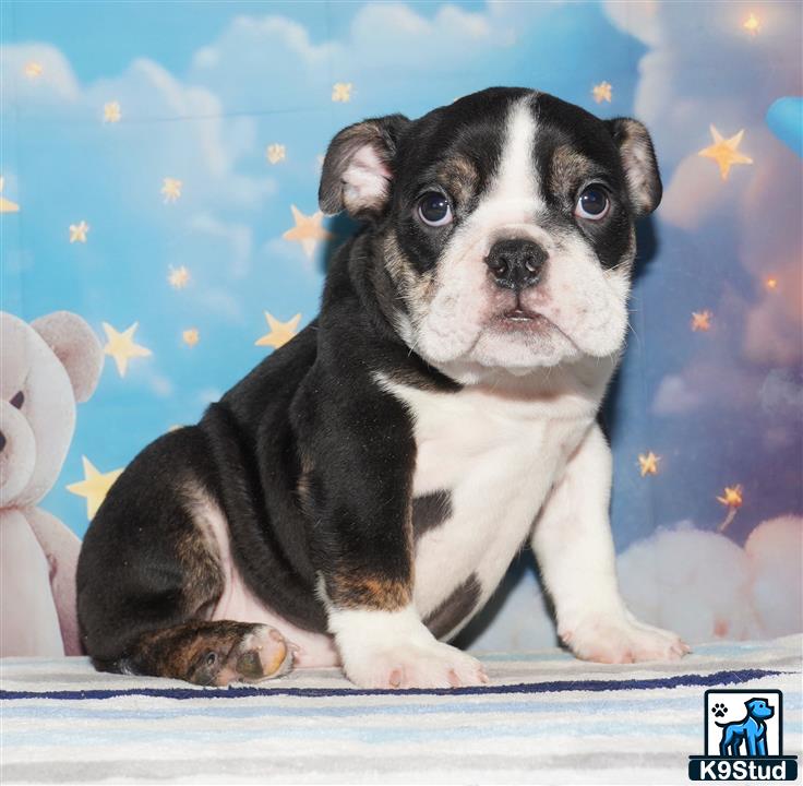 a english bulldog dog sitting on a surface