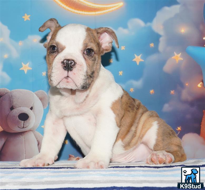 a english bulldog dog sitting on a couch