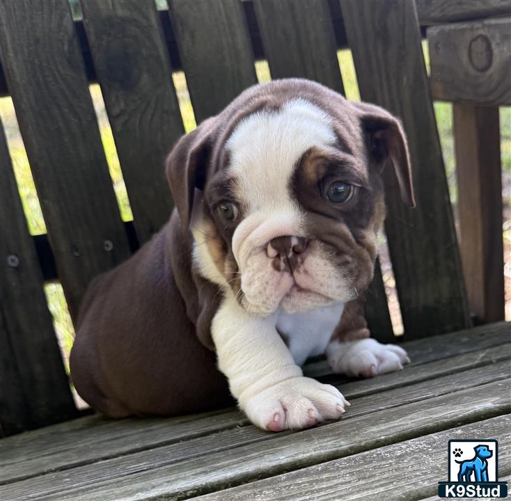 a english bulldog dog in a cage