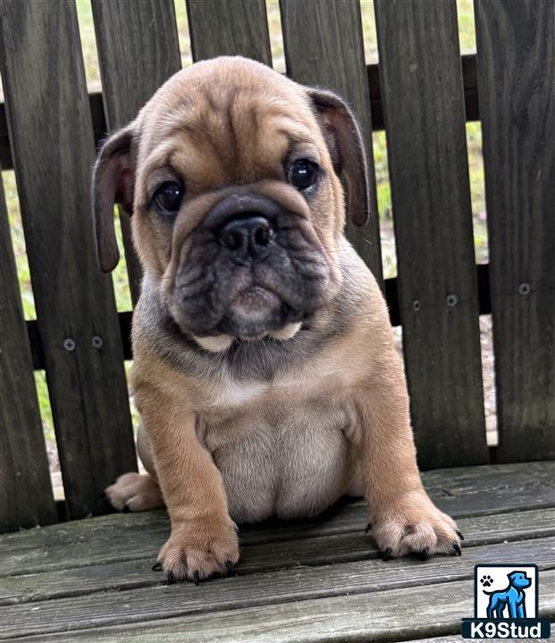 a english bulldog dog sitting on a wooden deck