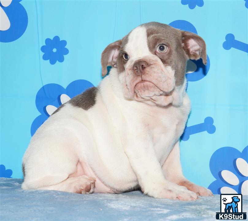 a english bulldog dog with a blue background