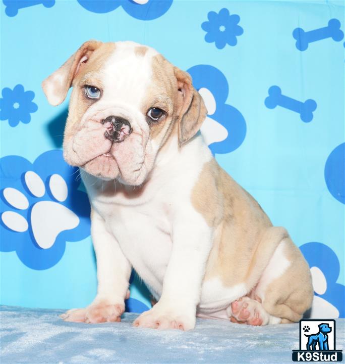 English Bulldog