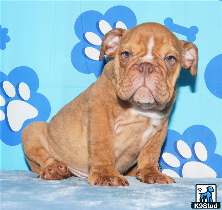English Bulldog