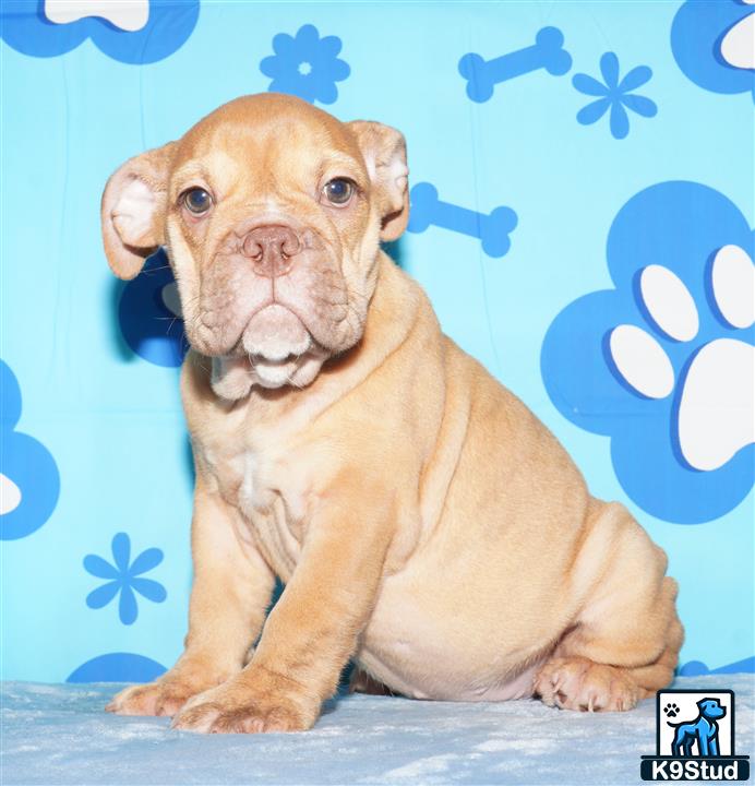 a english bulldog dog sitting on a blue surface