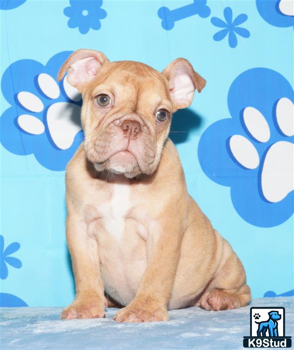 English Bulldog