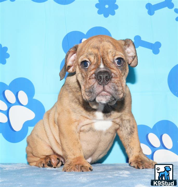 a english bulldog dog sitting on a wood surface