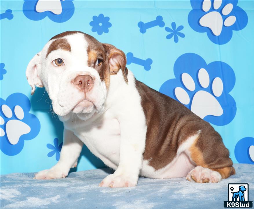 a english bulldog dog sitting on a bed