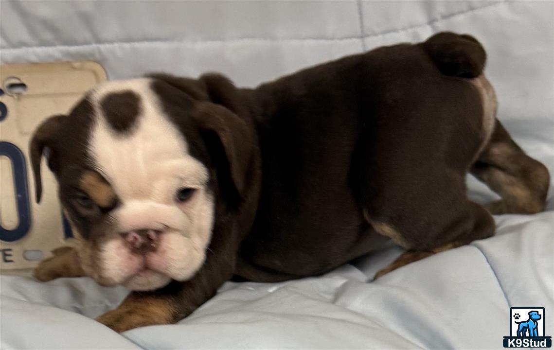 two english bulldog dogs lying on a bed