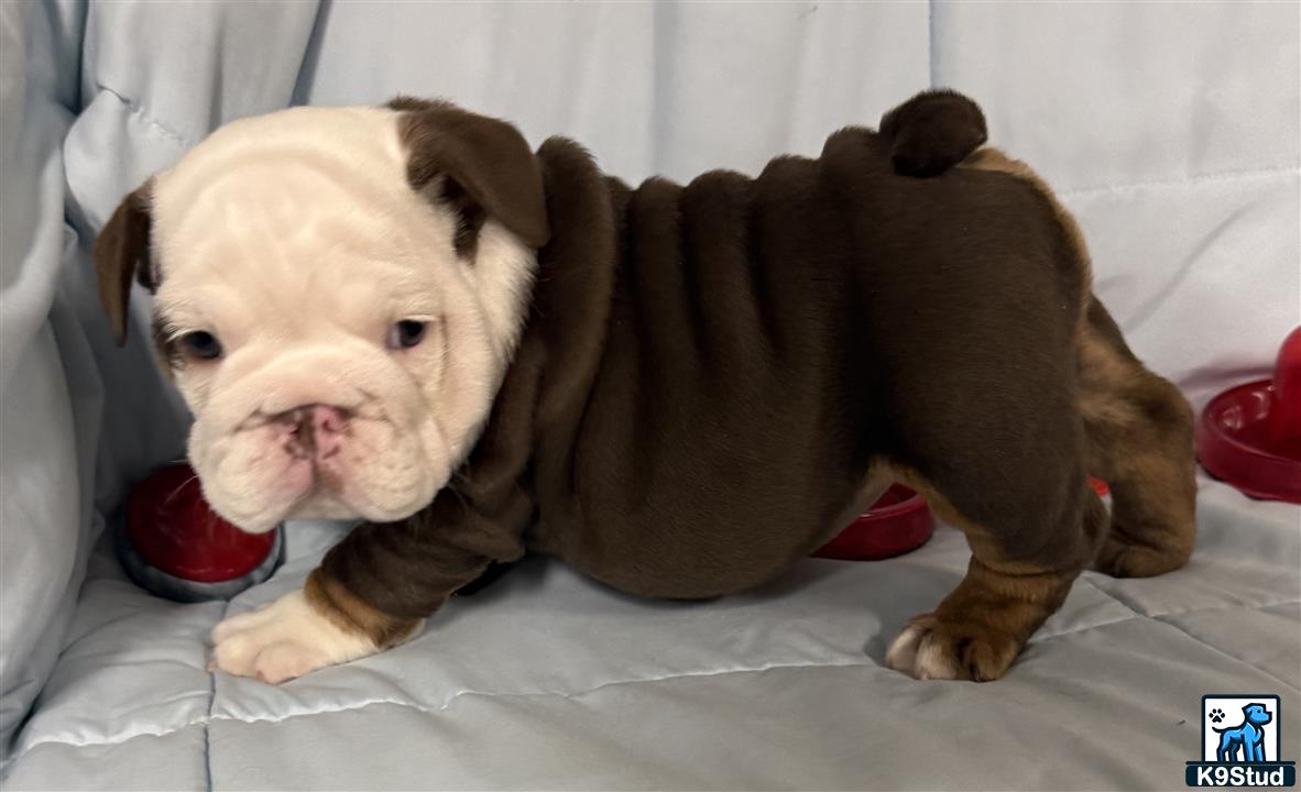 a english bulldog puppy and a english bulldog puppy