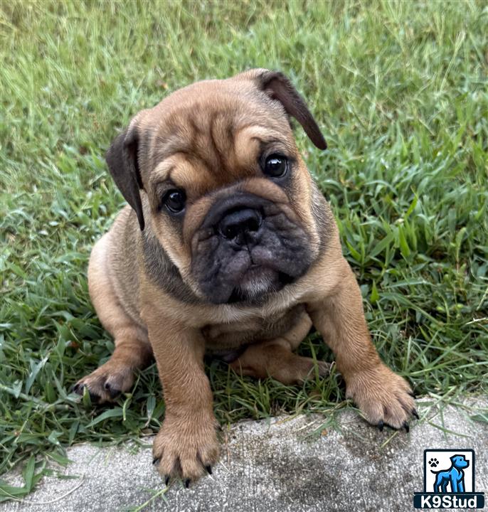 a english bulldog puppy sitting on a rock