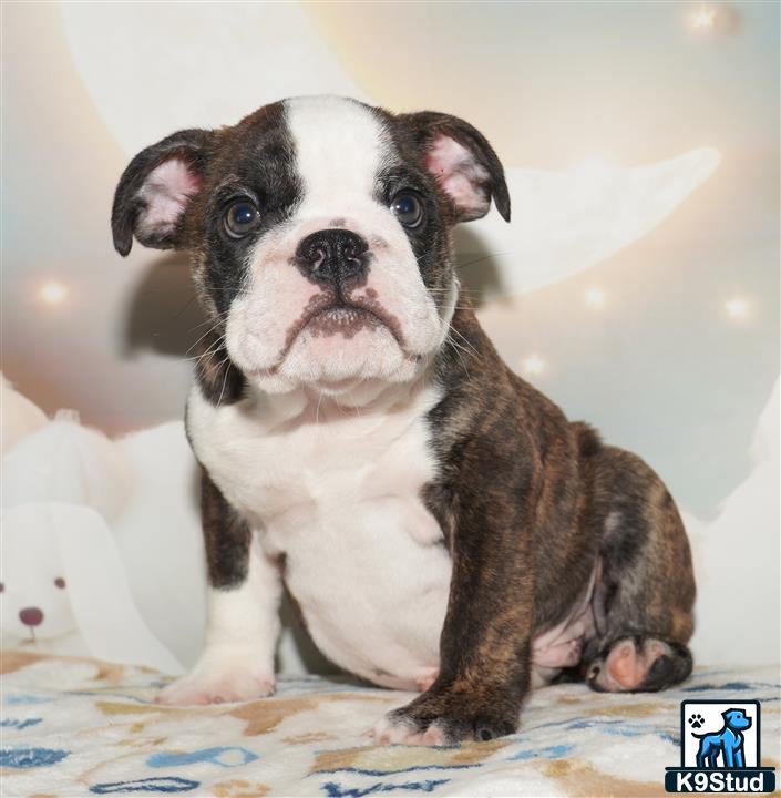 a small english bulldog dog sitting