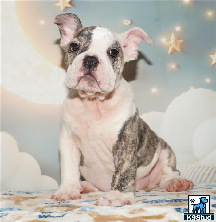 a english bulldog dog sitting on a bed