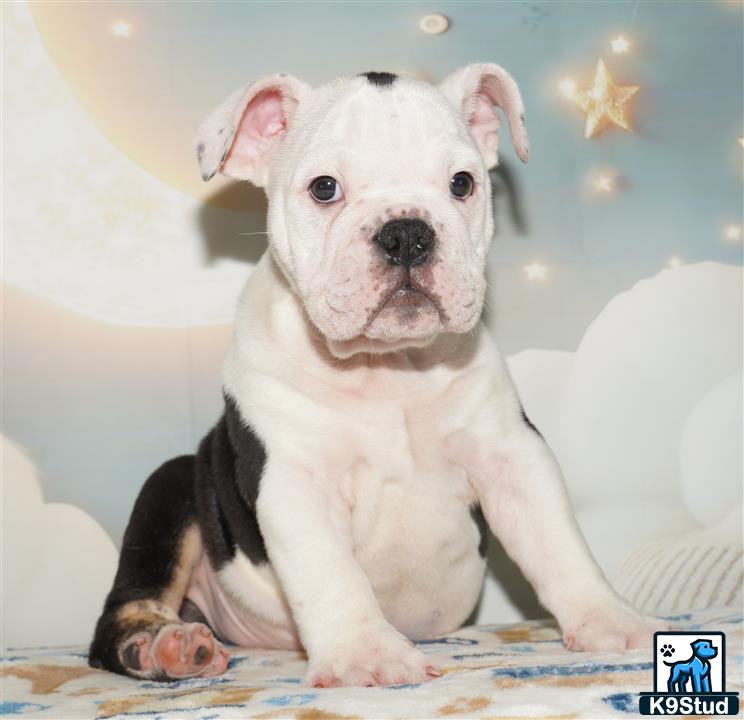 a small white english bulldog puppy