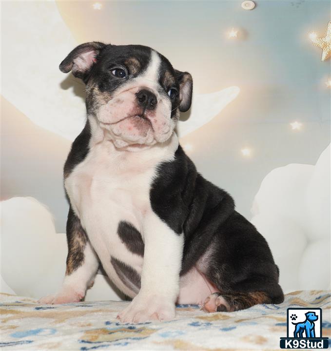 a small black and white english bulldog puppy